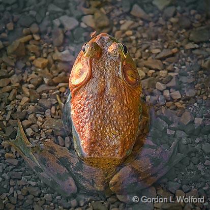 Sunset Bullfrog_12325.jpg - American Bullfrog (Rana catesbeiana) photographed along the Rideau Canal Waterway at Kilmarnock, Ontario, Canada.